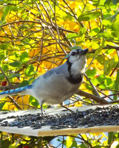 Blue jay on a platform feeder with sunflower seeds