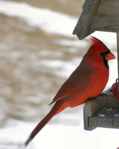 Male northern cardinal at a wooden feeder