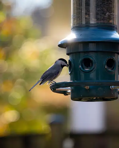Carolina chickadee feeding at a hanging feeder