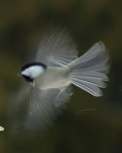 Black-capped chickadee in flight next to a feeder