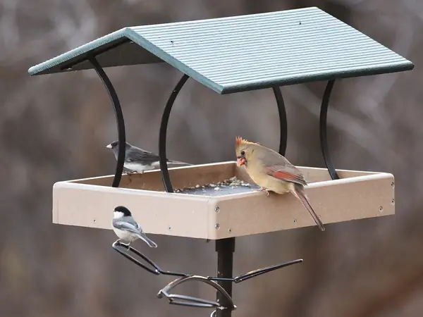 A dark-eyed junco, black-capped chickadee and female cardinal at a covered platform feeder