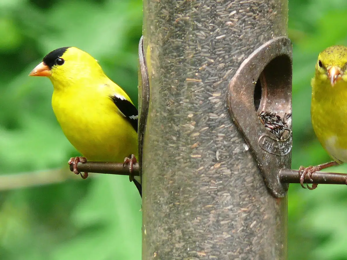 Two American goldfinches perched on a tube feeder