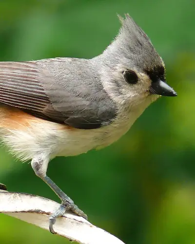 Tufted titmouse perched on a garden hook
